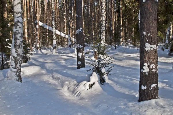 Malles de pin recouvertes de neige — Photo