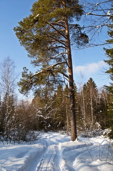 Snöig väg i vinterskogen — Stockfoto