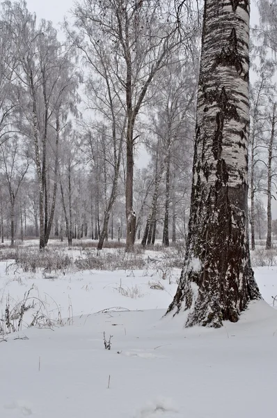 Birkenhain im Nebel, Winterzeit — Stockfoto