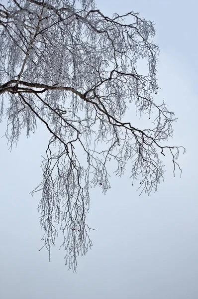 Holé větve břízy, šedé zimní den — Stock fotografie