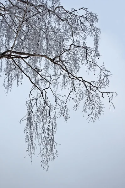 Ramos de bétula nua, dia de inverno cinza — Fotografia de Stock