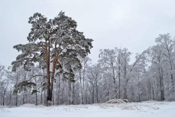 Pijnboom tegen het besneeuwde bos in de winter — Stockfoto