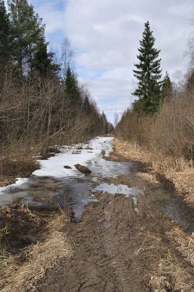 Caminho do pé com neve e sujeira no início da floresta de primavera — Fotografia de Stock