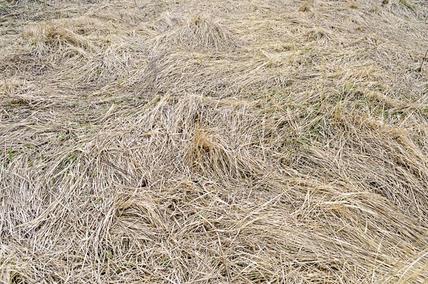 Le fond d'herbe sèche de l'année dernière — Photo