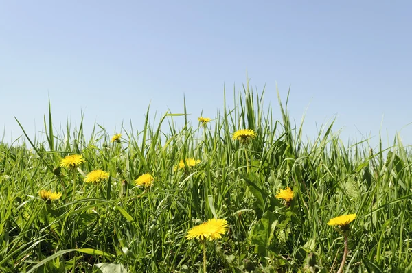 Flowering dandelions in grass — Stock Photo, Image