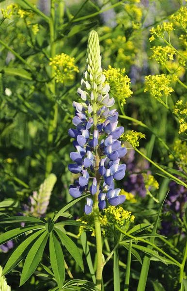 開花の野生のルピナス — ストック写真