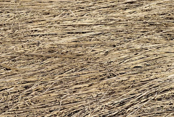 Υπόβαθρο της υφής ξερά χόρτα — Φωτογραφία Αρχείου