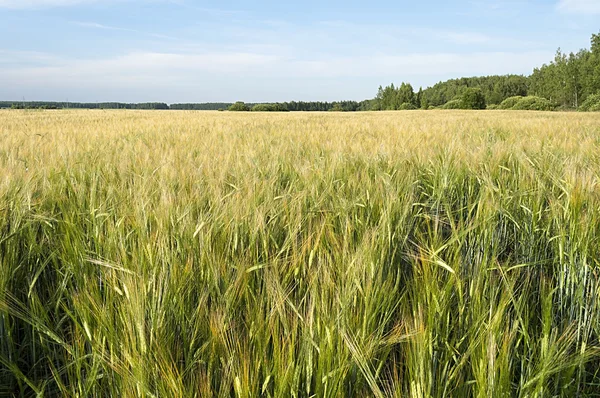 Grüne Wiese des Roggens — Stockfoto