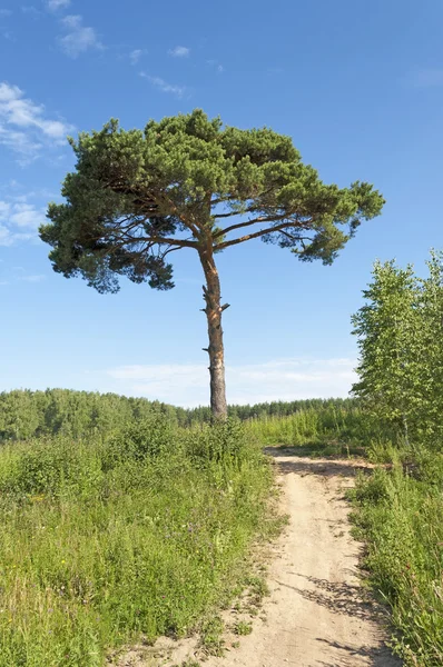 Voetpad en een lone pine tree — Stockfoto
