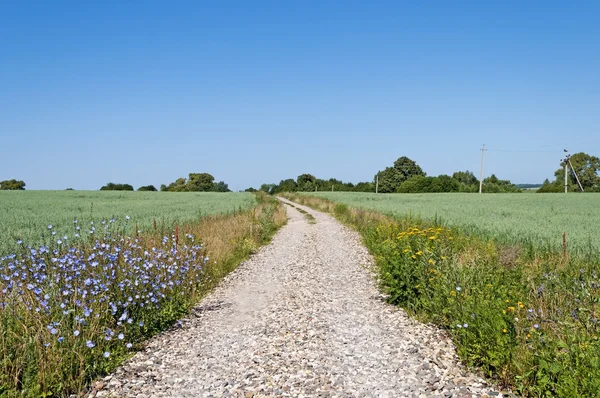 Onverharde weg tussen de groene velden — Stockfoto