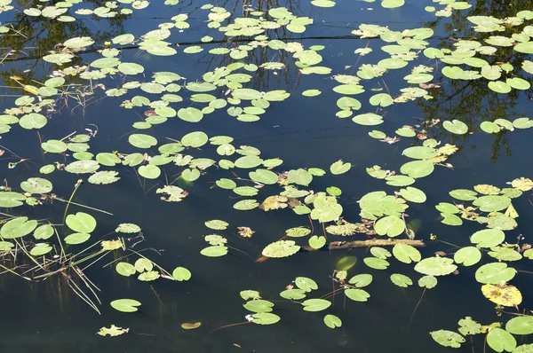 Leaves of water lilies background — Stock Photo, Image