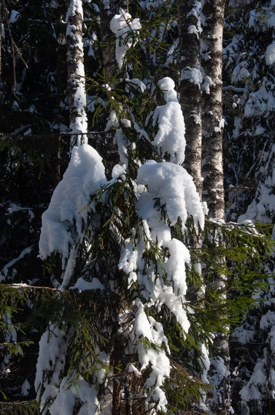Pozadí Jedlových Větví Pokrytých Sněhem Zimním Lese — Stock fotografie