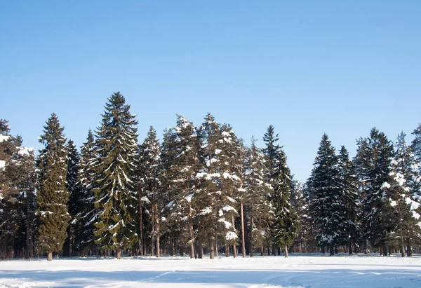 Coniferous Forest Landscape Sunny Winter Day — Zdjęcie stockowe