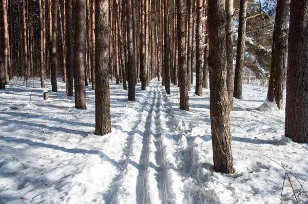 Piste Ski Entre Pins Forêt Hiver Journée Ensoleillée — Photo