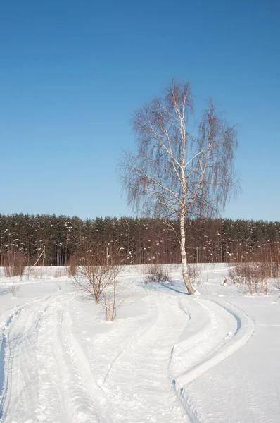 Bare Birch Tree Front Coniferous Winter Forest — стоковое фото