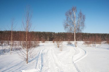 Kozalaklı kış ormanının önündeki çıplak huş ağaçları