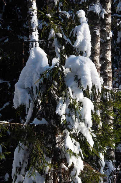 冬の森の雪に覆われたモミの枝の背景 — ストック写真