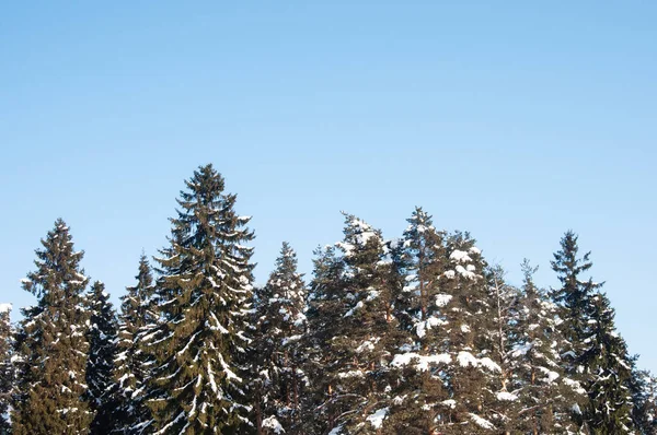 Topo Abetos Floresta Inverno — Fotografia de Stock