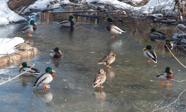 Canards Sur Glace Claire Ruisseau Gelé Journée Hiver — Photo