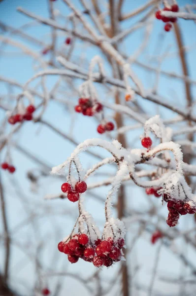 Snowball Drzewo Czerwonymi Jagodami Pokryte Hoar Frost Tle Błękitnego Nieba — Zdjęcie stockowe