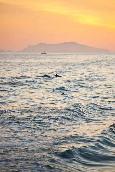 Delfines — Foto de Stock