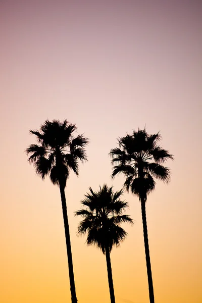 Пальмові дерева — стокове фото