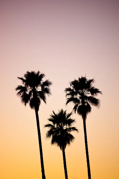 Palmbomen — Stockfoto