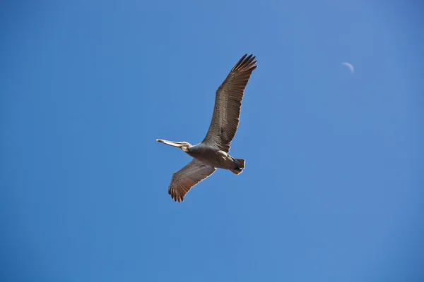 Kalifornien pelican Stockbild