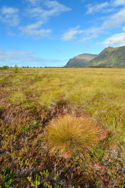 Norveç dağ manzarası