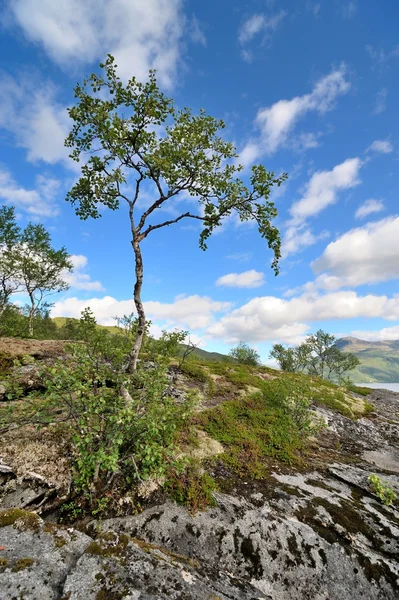 Bouleau nordique solitaire poussant sur les rochers — Photo