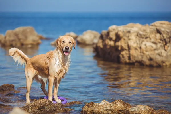 Mujer joven, perro labrador, mar — Foto de Stock