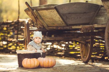 açık havada sonbaharda oturan genç sevimli küçük çocuk. kabaklar etrafında döşeme