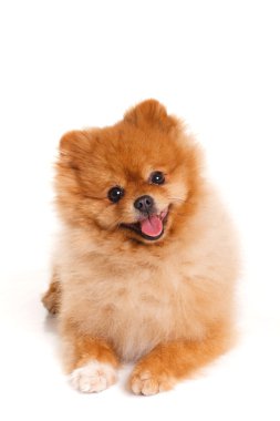 Spitz, beyaz arka planda, stüdyo çekim Pomeranya köpeği