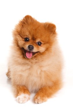 Spitz, beyaz arka planda, stüdyo çekim Pomeranya köpeği