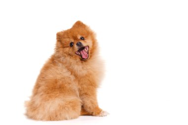 Spitz, beyaz arka planda, stüdyo çekim Pomeranya köpeği
