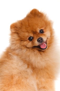 Spitz, beyaz arka planda, stüdyo çekim Pomeranya köpeği