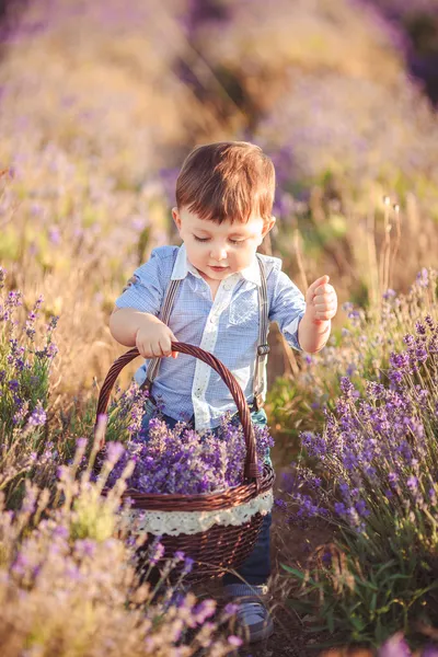 Poco chico de moda divirtiéndose en el campo de verano de lavanda . — Foto de Stock