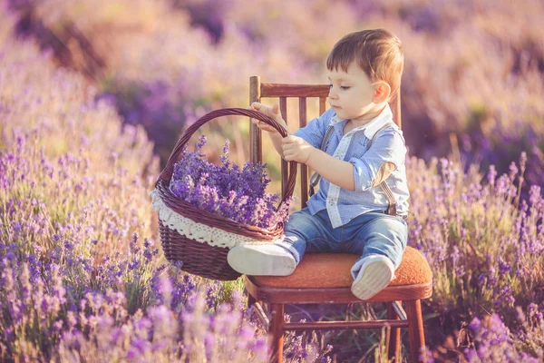 Pieni muodikas poika hauskaa laventeli kesäkentällä . — kuvapankkivalokuva