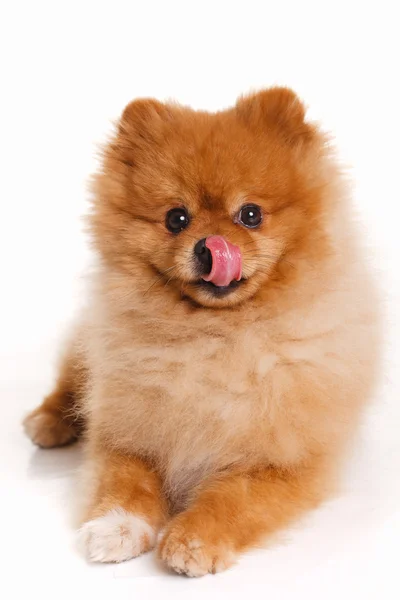 Spitz, Pomeranian dog sobre fondo blanco, plano de estudio — Foto de Stock