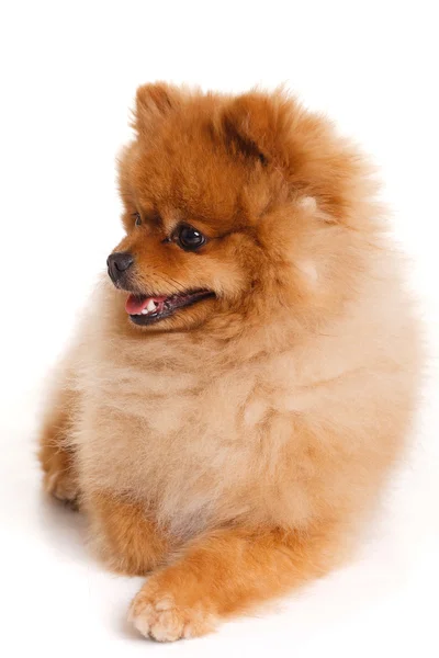 Spitz, Pomeranian dog sobre fondo blanco, plano de estudio — Foto de Stock