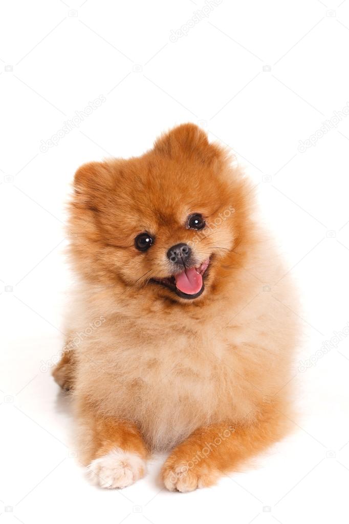Spitz, Pomeranian dog on white background, studio shot