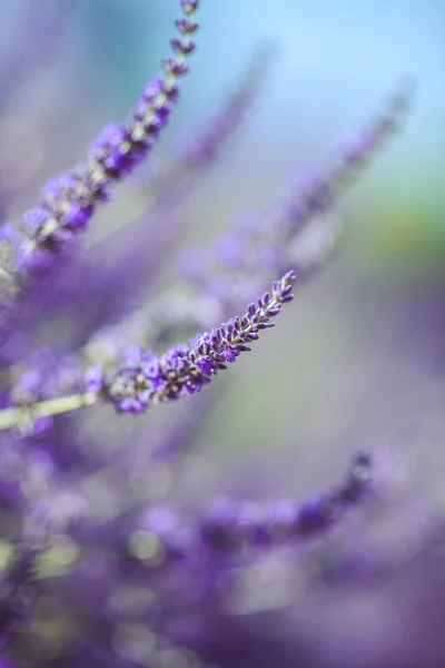 Lavendelblüten — Stockfoto