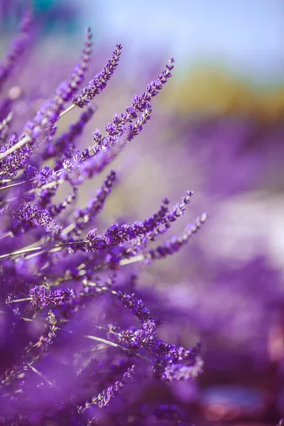 Fiori di lavanda — Foto Stock