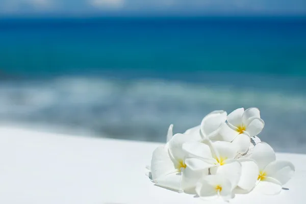 Flores tropicais de jasmim (Plumeria ) — Fotografia de Stock