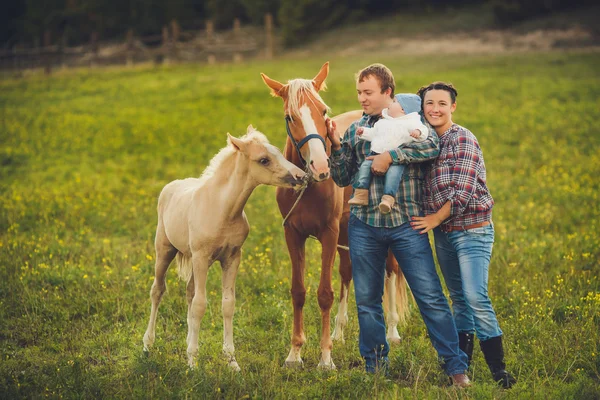 Family feeding horses in a meadow — Stock Photo, Image