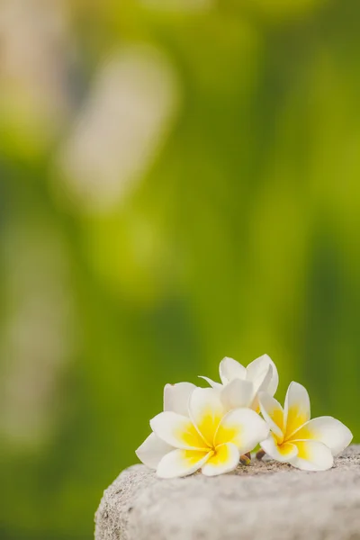 Frangipani, plumeria — Zdjęcie stockowe