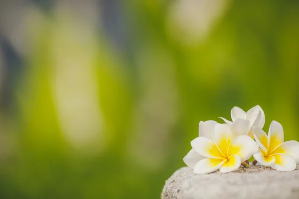 Frangipani, plumeria — Zdjęcie stockowe