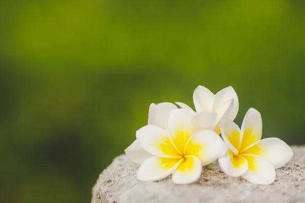 Frangipani, plumeria — Zdjęcie stockowe