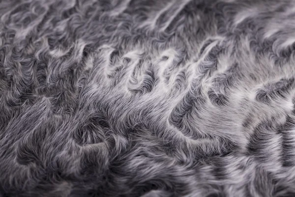 Pelliccia di pecora grigia — Foto Stock