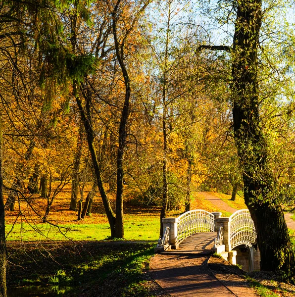 Красиві Осінній Парк — стокове фото